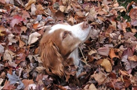 Purina, Puppies And Personalized Marketing