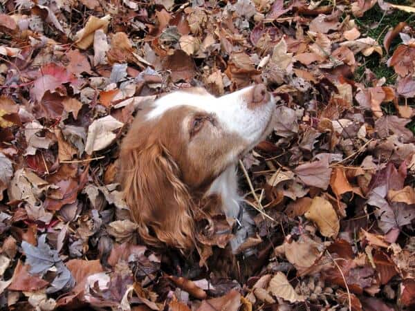 Purina, Puppies And Personalized Marketing