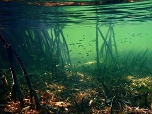 Introducing the Content Promotion Ecosystem