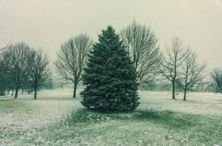 7 Strategies for Developing Evergreen Content